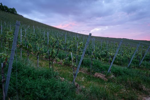 Vineyard in dawn violet sky landscape