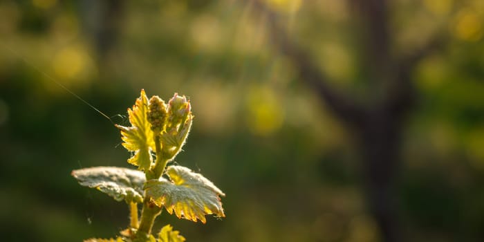 New vine budding with green leaves close-up bokeh