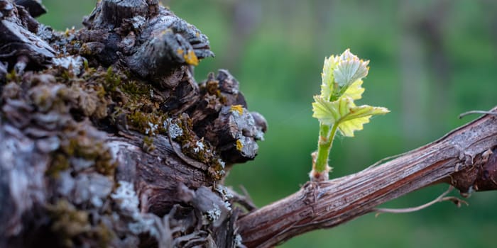 Green budding at a gnarled vine plant close-up