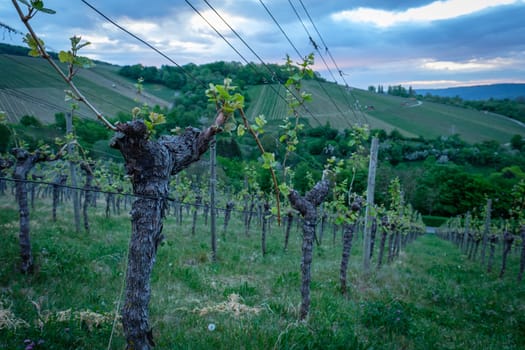Gnarled vine in vineyard with grey clouds landcape