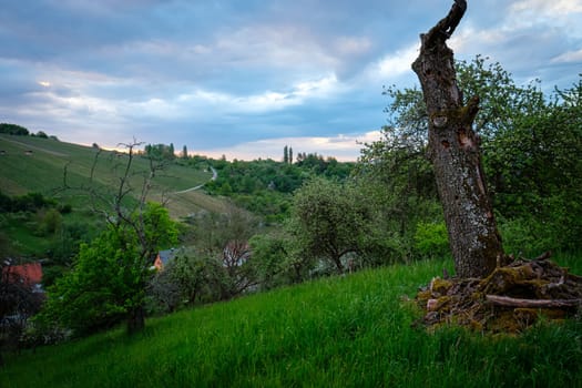 Dead fruit tree trunk on a meadow with clouds in the sky