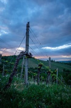 Viney landscape with grey clouds in dawn vertical format