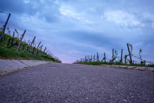 Road in vineyard with grey clouds in sky