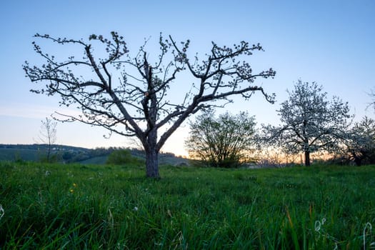 Fruit tree in flower in dawn of spring landscape