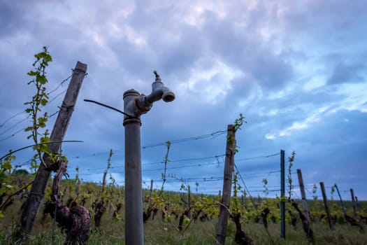 Water faucet in the dark sky in a vineyard with vines