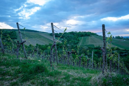 Vineyard in dawn with grey sky scenery