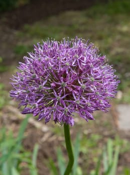 Allium, ornamental onion, purple flower blossom that grows in the garden