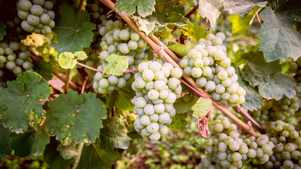White Grapes on a branch ready for harvesting