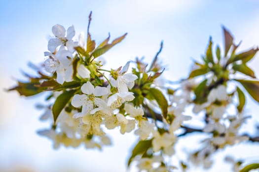 Beautiful white cherry blossom on a branch