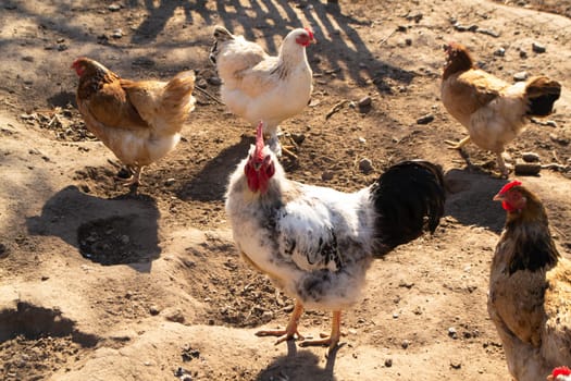 A group of pasture raised chickens peck for feed on the ground, organic farm