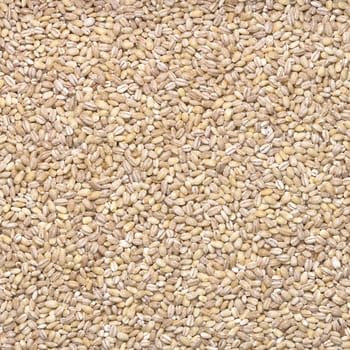 Many pearl barley macro close up background. Concept of healthy eating and natural.