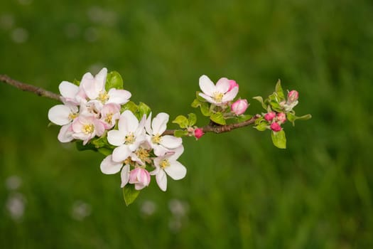 Apple tree flowers close-up in front of a green meadow