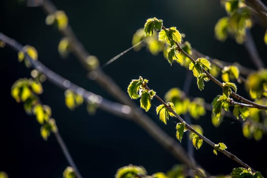 Bunch of young green branches of blackcurrant and fresh leaves at garden in springtime. Textured grape leaves close up on dark background. Leaves of blackcurrant in early spring