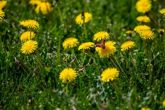 Butterfly in a meadow with yellow dandelions. Blooming yellow dandelions among green grass on meadow in early summer. Green meadow covered with yellow dandelions at spring.