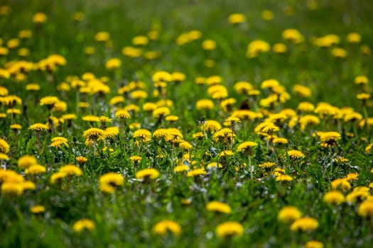 Blooming yellow dandelions among green grass on meadow in early summer. Green meadow covered with yellow dandelions at spring. Background of green field with bright yellow flowers