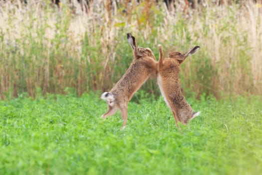 Wild brown hares boxing close up in an agricultural field in Norfolk UK