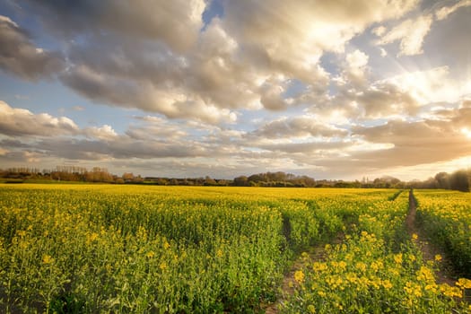 Sunset landscape over rapeseed crops in rural Norfolk. Beautiful clouds and natural light over tracks through a crop field.