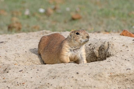 Prairie Dog Looking Out of Its Burrow in Theodore Roosevelt National Park in North Dakota