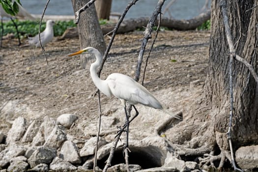 Great Egret Perching on a Tree Branch on Grotto Lake in Fergus Falls, Minnesota