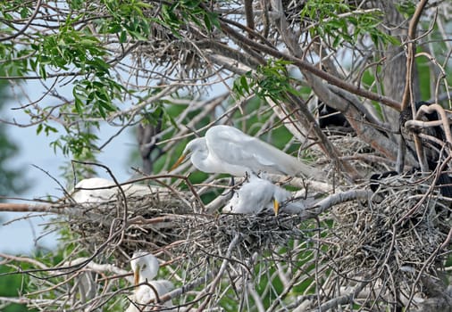 Great Egret on Its Nest by Grotto Lake in Fergus Falls, Minnesota