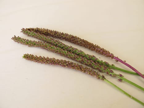 Greater plantain edible seeds in an inflorescence, Plantago major