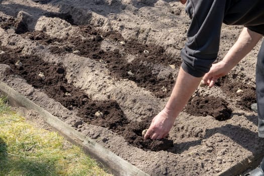 A gardener plants home-grown seed potatoes in humus-rich soil. The potato tubers are inserted into the rows of plants by hand. Cultivation fresh organic potatoes in the field or vegetable garden.