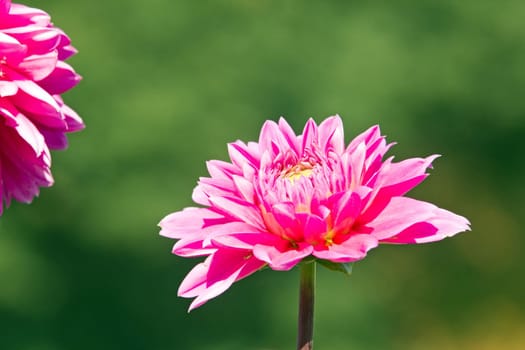 Pink dahlia in full bloom. A summer day.
