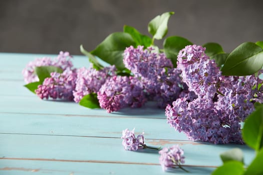 Springtime or summer background with purple lilac flowers with green leaves on a blue rustic wooden table