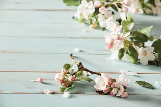 Scattering of fresh pink apple blossom on rustic white wood with copy space conceptual of the spring season