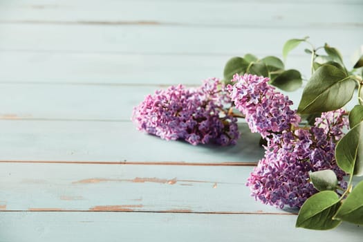 Three inflorescences of purple lilac blossom or syringa with fresh green leaves over rustic weathered blue wood with copy space conceptual of spring