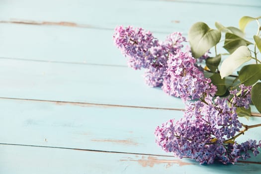 Delicate purple inflorescences of spring lilac or syringa arranged to the side on rustic blue wood with copy space