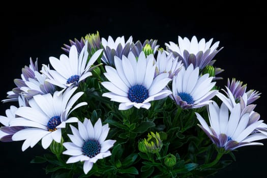 Osteospermum, close up of daisy flower with black background