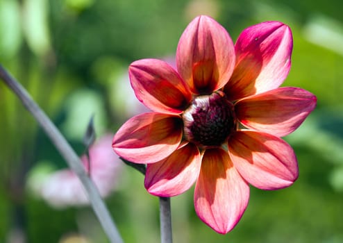 Pink dahlia in full bloom. A summer day.