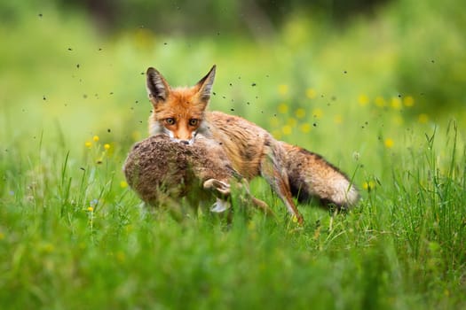 Cruel red fox, vulpes vulpes, holding caught hare in mouth and facing camera in green grass. Furry predator with killed prey on meadow in summer nature.