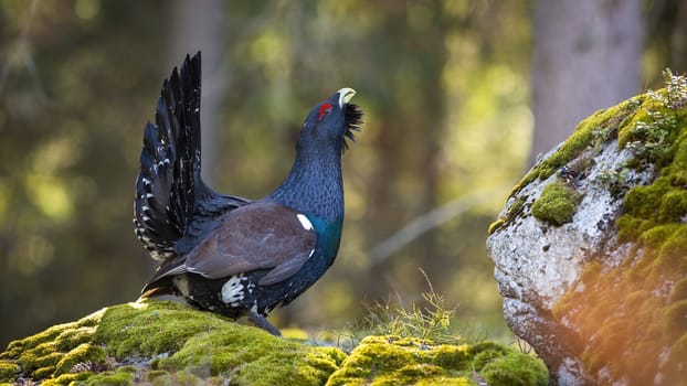 Dominant cock of western capercaillie, tetrao urogallus, displaying his beautiful feathers. Beautiful endangered animal in the wilderness. Bird standing on the moss-covered stone in sunny weather.