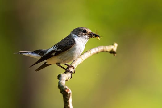 European pied flycatcher, ficedula hypoleuca, hunting insect in the spring atmosphere. Bird showing breeding behaviour. Small bird with insect in the beak. Bright photo of bird sitting with its food.