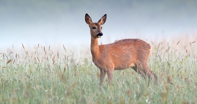 Alert roe deer, capreolus capreolus, doe standing on wet meadow early in the morning with mist in the background. Attentive wild female mammal watching back on hay field with copy space