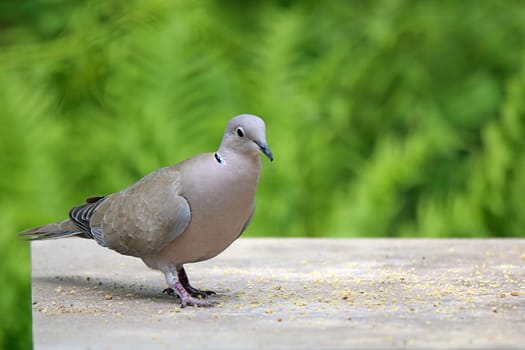 Turkish pigeon Streptopelia decaocto foraging