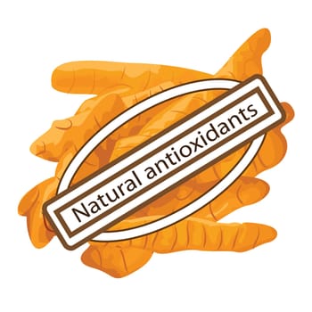 natural antioxidant turmeric spice vector illustration on a white background