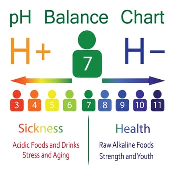 The PH balance scale chart in a human body vector illustration infographics