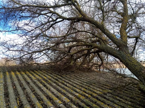 A windbroken apricot tree fell on the shed and broke the roof.