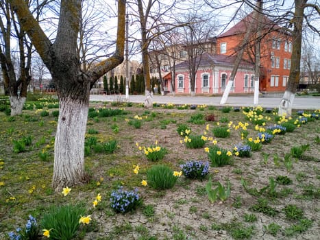 Flowerbed with spring flowers. Flowers in the park on the flowerbed.