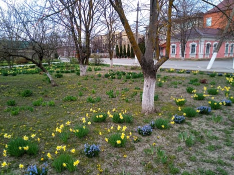 Flowerbed with spring flowers. Flowers in the park on the flowerbed.