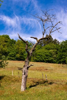 View of an old bony dead tree on a meadow in the Black Forest in beautiful sunny weather