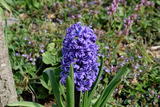 Hyacinth growing in the garden under the tree.