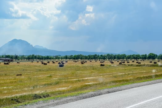 Field with bales of hay. Preparing hay for feeding animals. Newly beveled hay in bales on the field.
