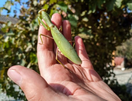 A female mantis, a predatory mantis insect on a human hand.