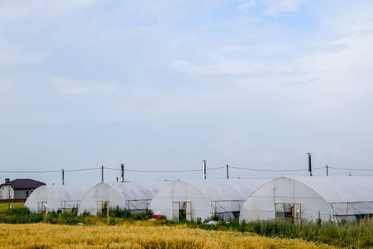 Large industrial greenhouses for growing a tomatoes and cucumbers.
