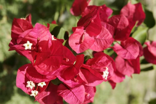 salvador, bahia / brazil - september 18, 2009: Flowers announce the arrival of spring in the city of Salvador.