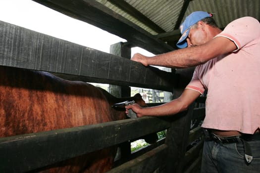 eunapolis, bahia / brazil - november 19, 2009: the cowboy applies the foot-and-mouth vaccine to cattle on a farm in the municipality of Eunapolis.